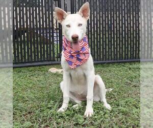 Huskies -Unknown Mix Dogs for adoption in San Antonio, TX, USA
