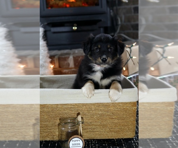 Medium Photo #1 Miniature American Shepherd Puppy For Sale in DAWSON, GA, USA