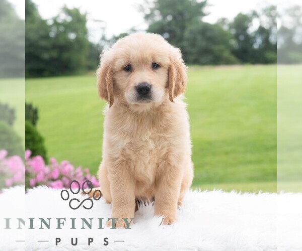 Medium Photo #3 Golden Retriever Puppy For Sale in NEWPORT, PA, USA