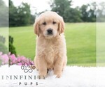 Small #2 Golden Retriever
