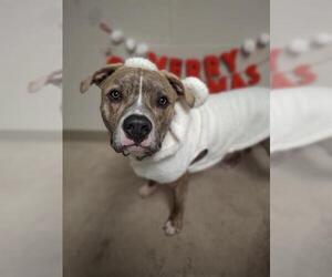 Mutt Dogs for adoption in Minneapolis, MN, USA