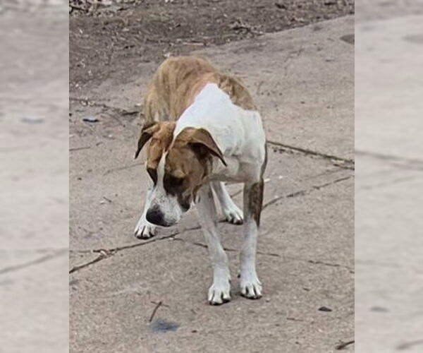 Medium Photo #1 Labrador Retriever-Unknown Mix Puppy For Sale in San Antonio, TX, USA