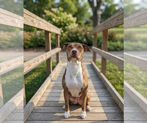 Mutt Dogs for adoption in Martinsburg, WV, USA