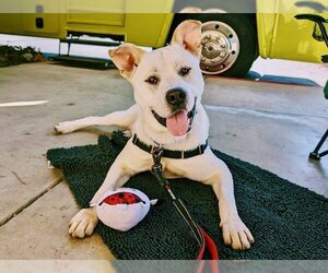 Huskies -Labrador Retriever Mix Dogs for adoption in Burbank, CA, USA