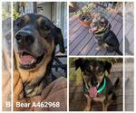 Small Rottweiler Mix