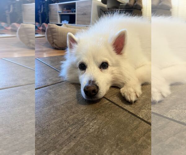 Medium Photo #3 American Eskimo Dog Puppy For Sale in Pikesville, MD, USA
