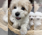 Small Photo #10 Coton de Tulear Puppy For Sale in CLEVELAND, TN, USA