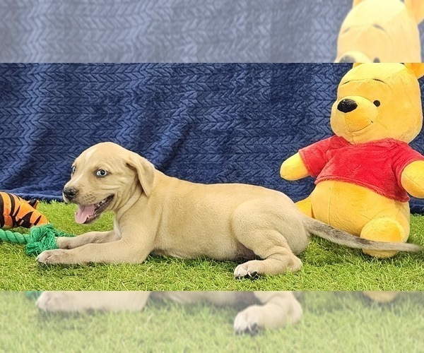 Medium Photo #4 Catahoula Leopard Dog Puppy For Sale in CUMBY, TX, USA