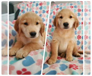 Golden Retriever Puppy for sale in MOUNT GILEAD, NC, USA