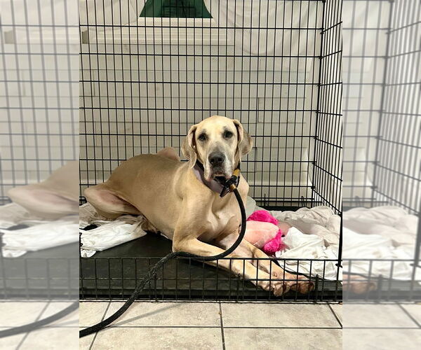 Medium Photo #4 Great Dane Puppy For Sale in Bullard, TX, USA