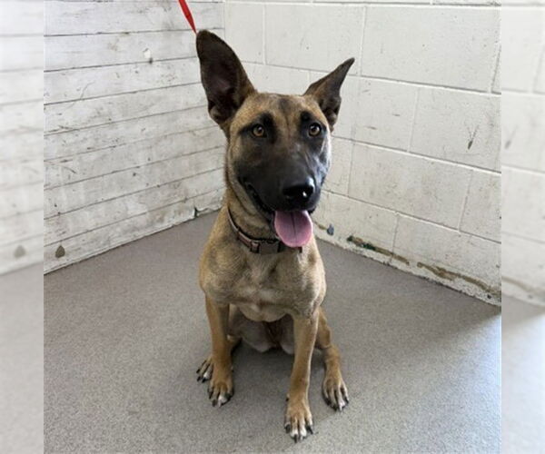 Medium Photo #1 Mutt Puppy For Sale in San Bernardino, CA, USA