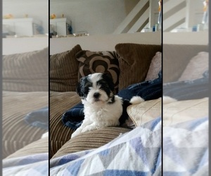 Mal-Shi Puppy for sale in WEST PALM BEACH, FL, USA