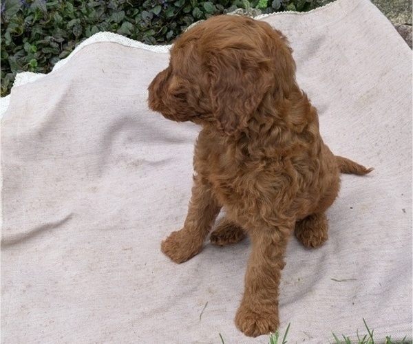 Medium Photo #64 Irish Doodle Puppy For Sale in GOSHEN, IN, USA