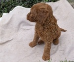 Small Photo #64 Irish Doodle Puppy For Sale in GOSHEN, IN, USA