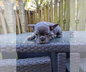 French Bulldog Puppy for sale in MIAMI, FL, USA