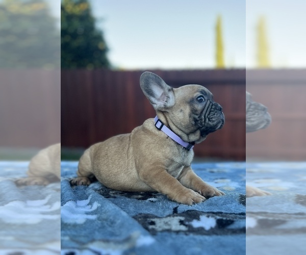 Medium Photo #6 French Bulldog Puppy For Sale in SACRAMENTO, CA, USA