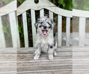 Aussiedoodle Miniature  Puppy for sale in INDIANTOWN, FL, USA