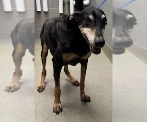 Doberman Pinscher-Unknown Mix Dogs for adoption in Las Vegas, NV, USA