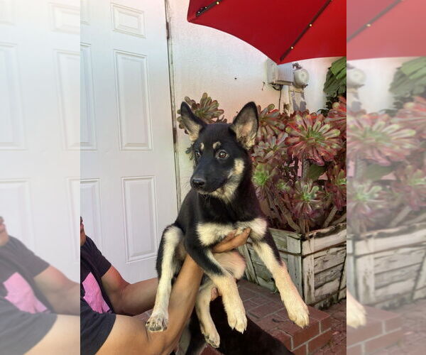 Medium Photo #3 Gerberian Shepsky Puppy For Sale in Dana Point, CA, USA