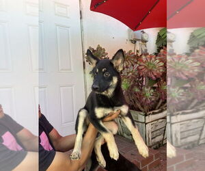Jewel - Female Gerberian Shepsky Dog for Adoption - Photo #3