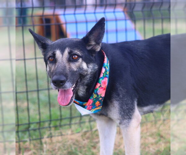 Medium Photo #1 German Shepherd Dog Puppy For Sale in San Antonio, TX, USA