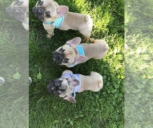 French Bulldog Puppy for sale in CLINTON, MD, USA
