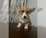 Small Photo #28 Pembroke Welsh Corgi Puppy For Sale in DURHAM, CT, USA
