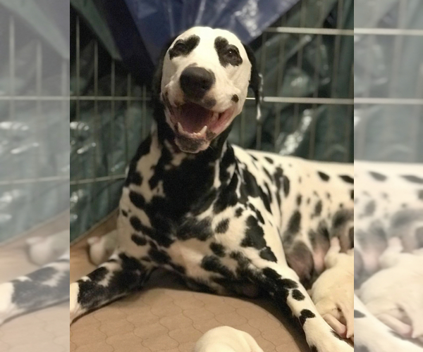 Medium Photo #5 Dalmatian Puppy For Sale in LARGO, FL, USA