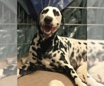 Small Photo #5 Dalmatian Puppy For Sale in LARGO, FL, USA