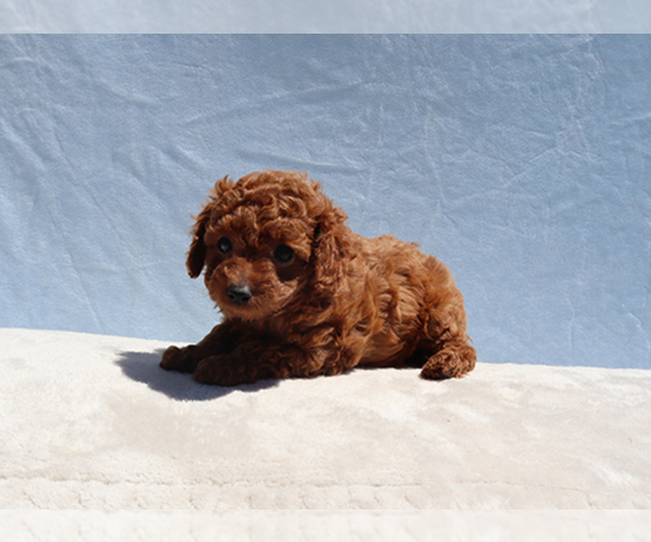 Medium Photo #2 Poodle (Toy) Puppy For Sale in LOS ANGELES, CA, USA