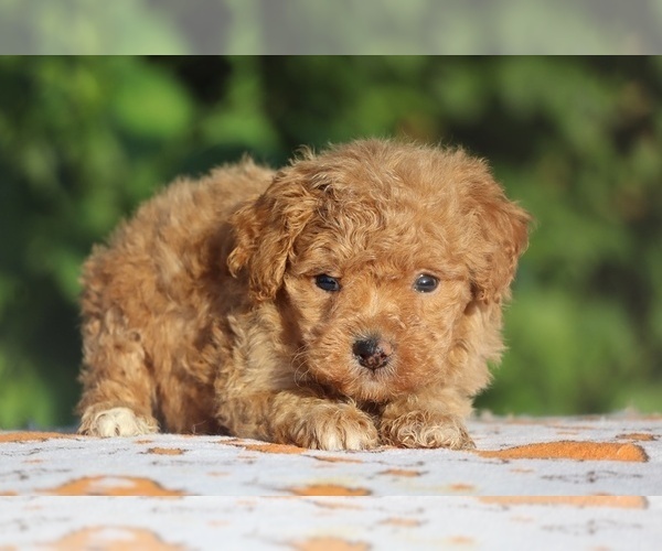 Medium Photo #3 Poodle (Toy) Puppy For Sale in DYERSBURG, TN, USA