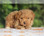 Small #2 Poodle (Toy)