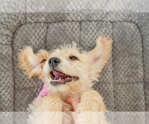 Medium Photo #1 Labradoodle Puppy For Sale in BRUSH PRAIRIE, WA, USA
