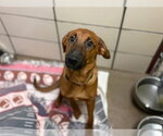 DIPPER - Male Shepradors Dog for Adoption - Small photo
