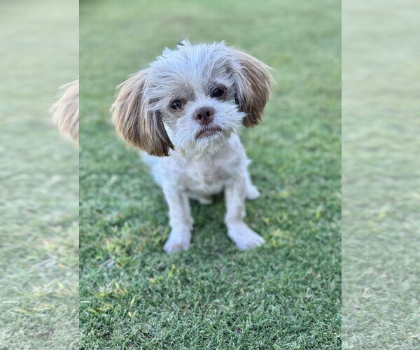 Medium Photo #4 Shih Tzu Puppy For Sale in PIPE CREEK, TX, USA