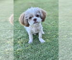 Small #3 Shih Tzu