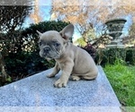 Small Photo #173 French Bulldog Puppy For Sale in HAYWARD, CA, USA