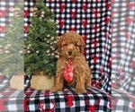 Small Photo #2 Poodle (Miniature) Puppy For Sale in LEOLA, PA, USA