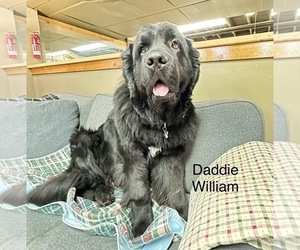 Father of the Newfoundland puppies born on 04/14/2024