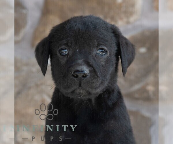 Medium Photo #4 Labrador Retriever Puppy For Sale in MIFFLINTOWN, PA, USA