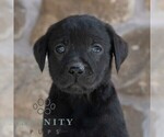 Small #3 Labrador Retriever