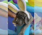Small Photo #30 Great Dane Puppy For Sale in PINNACLE, NC, USA