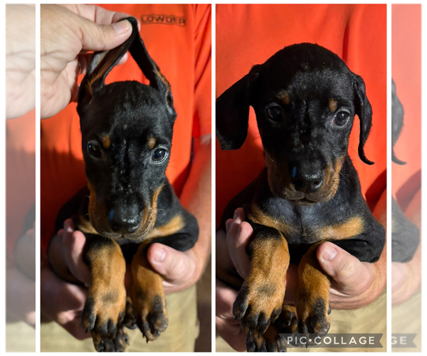 Medium Photo #3 Doberman Pinscher Puppy For Sale in KERNERSVILLE, NC, USA