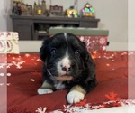 Puppy Boy 3 Australian Shepherd