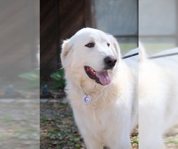 Medium Photo #34 Great Pyrenees Puppy For Sale in Spring, TX, USA