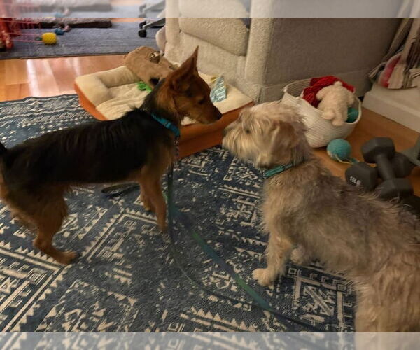 Medium Photo #11 Mutt Puppy For Sale in Oak Bluffs, MA, USA