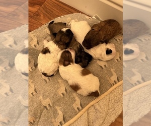Mal-Shi Puppy for sale in PORTERVILLE, CA, USA