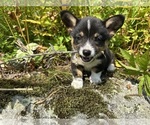 Small Photo #59 Pembroke Welsh Corgi Puppy For Sale in PERKINSVILLE, VT, USA