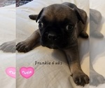 Small Photo #13 French Bulldog Puppy For Sale in EDISON, NJ, USA