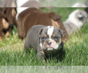 Olde English Bulldogge Puppy for sale in CUYAHOGA FALLS, OH, USA